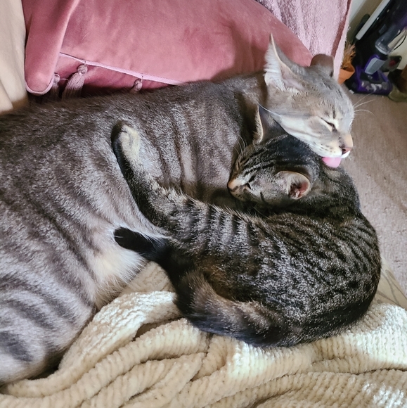 Meet your Posher, Emily - Picture 1 of 1